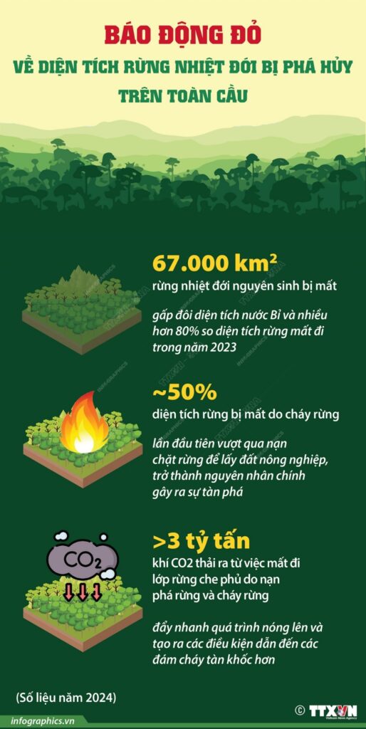 Báo động đỏ về diện tích rừng nhiệt đới bị phá hủy trên toàn cầu